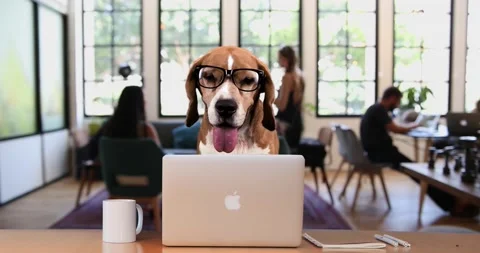 Smart Beagle with glasses working on his laptop in an office interior Stock Footage 234104101