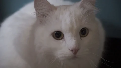 Smart beautiful cat Stock Footage 127703924