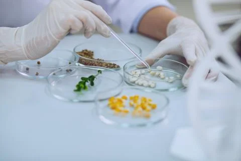 Smart bioengineer doing a test with seeds Foto stock