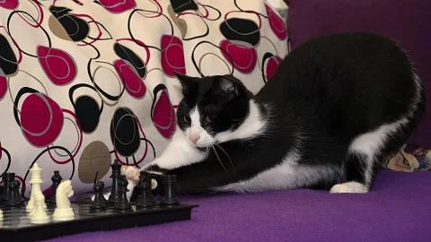 The smart black and white cat playing chess. Stock Photos