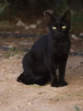 Smart black cat Stock Photos