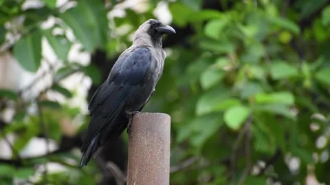 Smart Black house Crow or Raven bird, not afraid of people, sitting on a lamp Stock Footage 138411557