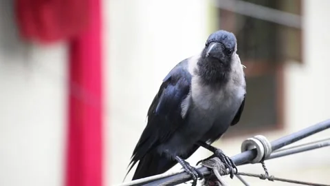 Smart Black house Crow or Raven bird, not afraid of people, sitting on a lamp Stock Footage 138411565