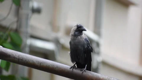 Smart Black house Crow or Raven bird, not afraid of people, sitting on a lamp Stock Footage 138411574