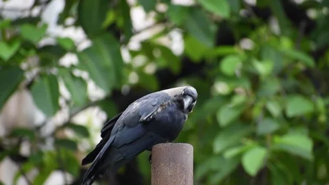 Smart Black house Crow or Raven bird, not afraid of people, sitting on a lamp Stock Footage 138424209