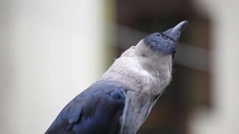 Smart Black house Crow or Raven bird, not afraid of people, sitting on a lamp 스톡 동영상 138424316