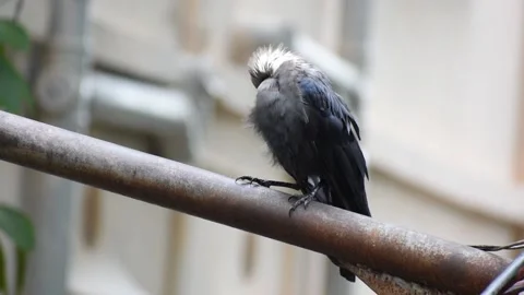 Smart Black house Crow or Raven bird, not afraid of people, sitting on a lamp 스톡 동영상 138424349