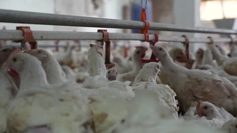 Smart Broiler Chicken Drinking - Automatic Water Nipple System Slow Motion Stock Footage 330493614
