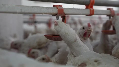 Smart Broiler Chicken Drinking - Automatic Water Nipple System Slow Motion Stock Footage 330493639