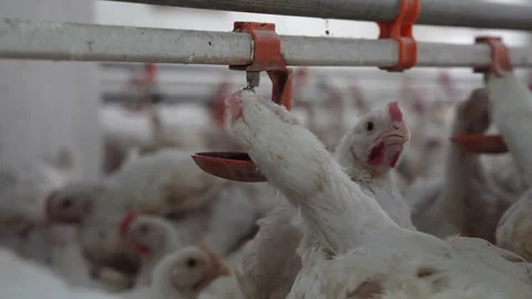 Smart Broiler Chicken Drinking - Automatic Water Nipple System Slow Motion Stock Footage 330493708