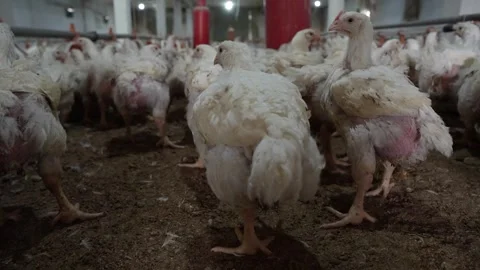 Smart Broiler Chickens Walking on Modern Farm - Low Angle Close Up Stock Footage 330493637