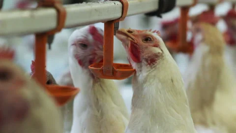 Smart broilers drink water from caps on feeder in coop Stock Footage 90085119