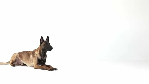 Smart, calm Shepherd dog lying and walking over white studio background. Stock Footage 229305320