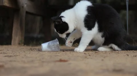 Smart Cat Drinking Milk Using His Paws from a Plastic Cup Stock Footage 57216703
