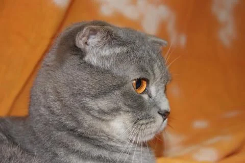 Smart cat Stock Photos