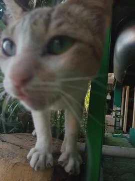 Smart cat Stock Photos