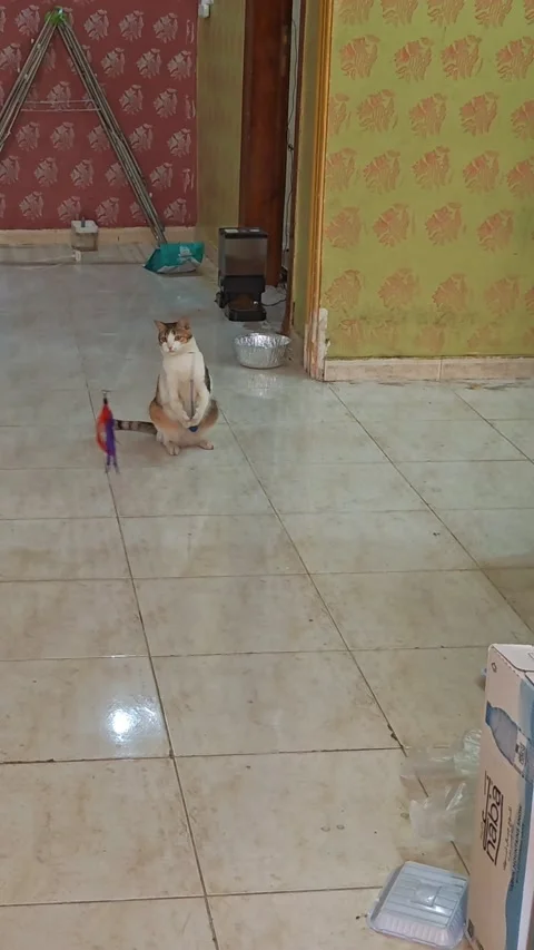 Smart Cat Plays by Herself - 29 Jan 2026 Stock Footage 328254711