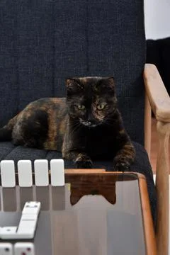 Smart cat at the table thinking playing dominoes Foto stock