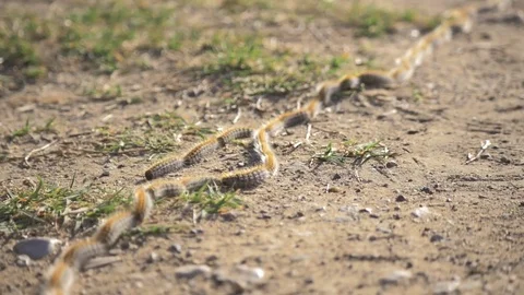 Smart caterpillars going one by one Stock Footage 77972365