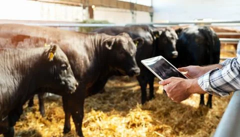 Smart cattle ranch. Digital solution in livestock farming. Digital tablet in  Stock Photos