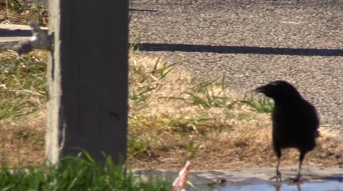 Smart crow Stock Footage 35407866