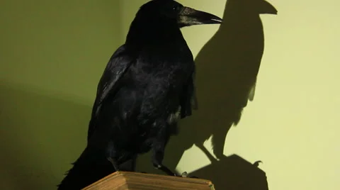 Smart crow Stock Footage 45615273