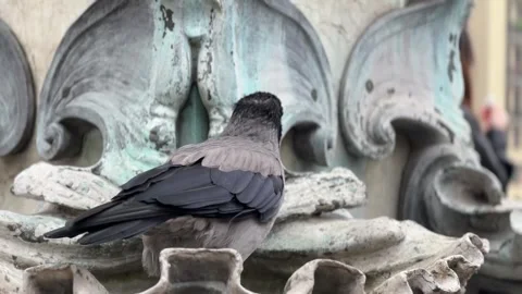 Smart crow softens bread in fountain to eat Stock Footage 266897961