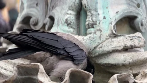 Smart crow softens bread in fountain to eat Stock Footage 266900518