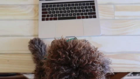 Smart curly brown dog working on laptop computer Stock Footage 333621077
