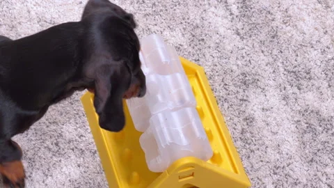 Smart dachshund dog solving a scent puzzle feeder from above at home Stock-Footage 343900314