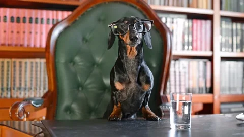 Smart dachshund in glasses in library, surrounded by books, showing intelligence Stock Footage 278377852