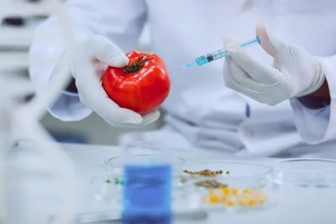Smart determined scientist testing tomatoes Stock Photos