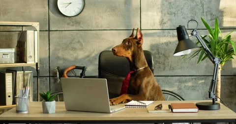 Smart doberman dog programmer coder accountant blogger using computer. Funny pet Stock Footage 159799696