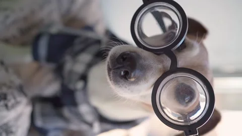 Smart dog in big glasses Vídeo Stock 138001669