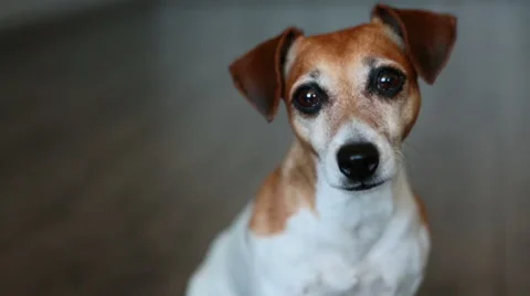 Smart dog cute portrait Vídeo Stock 53356860
