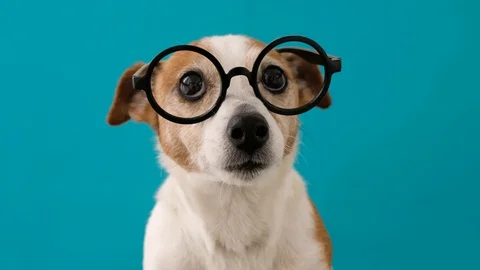 Smart dog in glasses looking to the camera Video stock 127947954