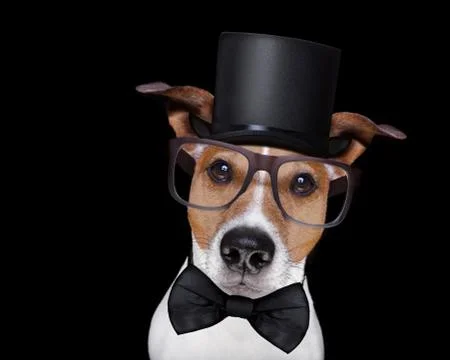 Smart dog isolated on black Stock Photos