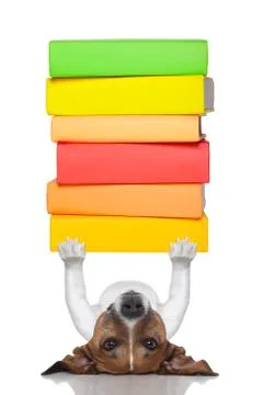 Smart dog Foto stock