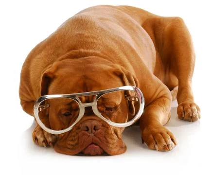 Smart dog Foto stock