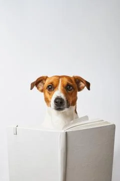 Smart dog Stock Photos