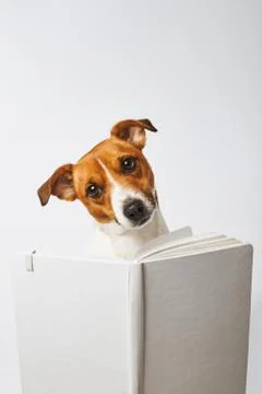 Smart dog Foto stock