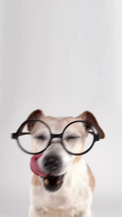 Smart Dog in round glasses Stock Footage 332352204