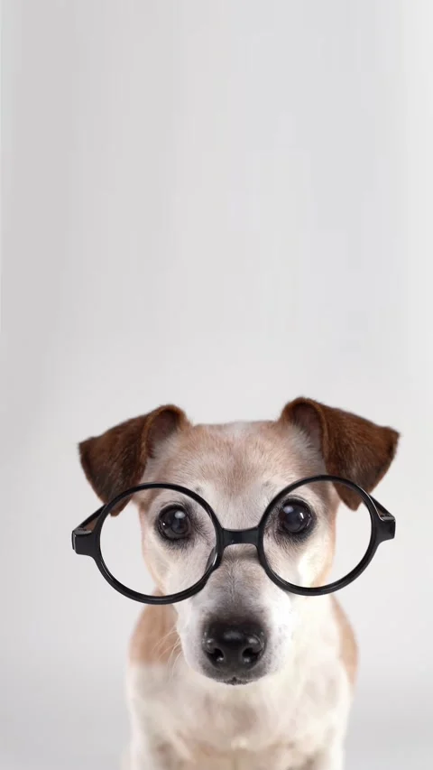 Smart Dog in round glasses looking at camera Stock Footage 332352202