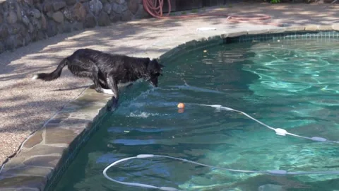 Smart Dog Using His Paws to Take Out Ball of the Water Stock Footage 246461010