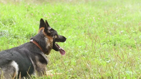 Smart dog waiting for commands Stock Footage 90740081