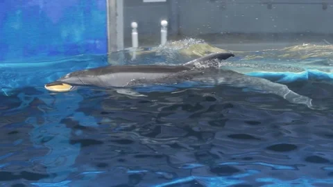 A smart dolphin swimming and playing with a toy ball in a pool. 库存影片 337219004