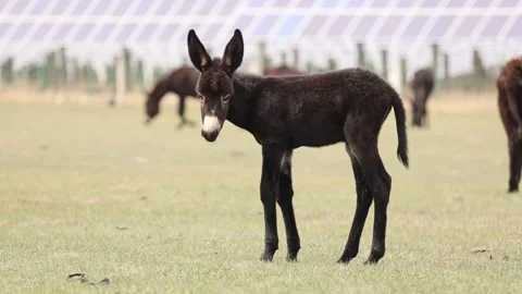 Smart Donkey Farming Technology System Stock Footage 333618666