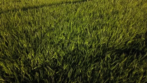 Smart drone flight over a wide barley field in Germany in late May. Essential Vídeos de archivo 340891837