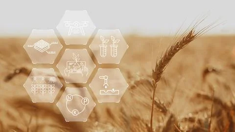 Smart farm technologies display in a field with wheat and agricultural tools Stock Photos