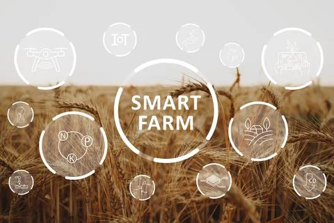 Smart farm technology connects crops with modern solutions for efficient Stock Photos